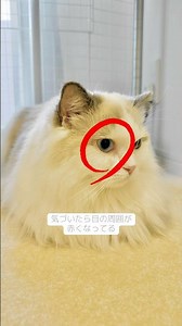 1歳ラグドールに異変が…😭