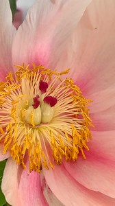 With Unfold, we invite you to take a moment to slow down. As your real-time biometrics are measured, a digital flower gently unfolds. Experience it yourself at @scaddotedu #Unfold #DRIFT #StudioDRIFT #Biometrics #Flowers #SCAD #Nature | DRIFT