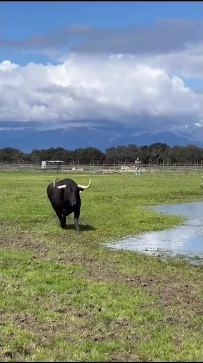 SPRING EXPLODES IN THE BATTLE FIELD 🌿🐂