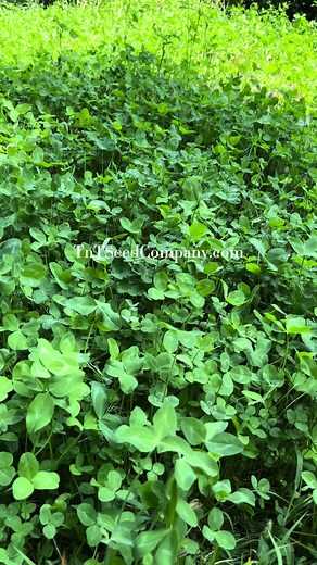 Frost Seeding: Optimal Technique for Clover Planting