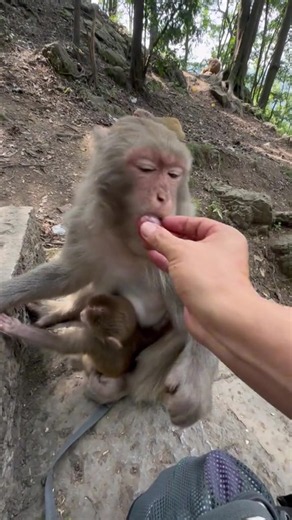 太饱了大哥##lovemonkey##fyp##monkey##foryou##funny | monkey