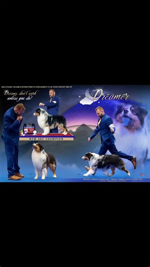 DREAMER ASCA CH/AKC CH/IABCA INT/NAT/HNR CH DOVEHAWK'S I'LL BE YOUR FANTASY DNA-VP New AKC Champion #ADF #AKC #AustralianShepherd #aussie #herding
