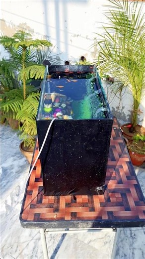 Soothing Fish Tank View on Open Terrac 🌱🐠 | Natural Green Aquarium Escape | Relax & Enjoy #Shorts