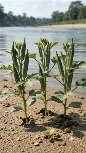 Amazing Okra Nature Growth Timelapse 🌿 #shorts