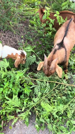 Willow goats on TikTok