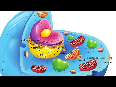 Endomembrane System Introduction Animation