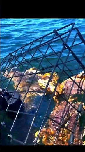 O Gigante dos Mares O Caranguejo Real.