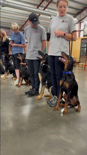Focused! Humans & Dogs! Without Focus No Learning Can Happen. Training ‪@ProtectionDogSales‬