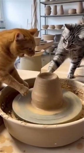 cats actually threw pottery together #ceramics #clay #funny #cats