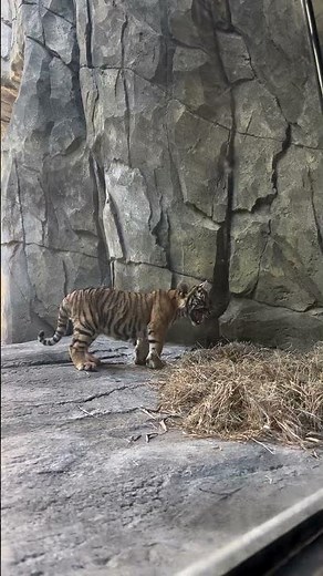 Malayan Tiger Cubs Explore Their Outdoor Habitat