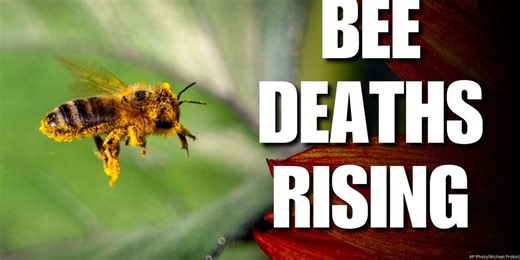 Louisiana bee farmers sound alarm on rising rate of ‘bee deaths’