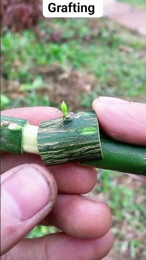 Lemon Budding: Boost Your Tree’s Growth and Fruit Production