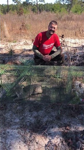 Bobcat Trapping - Cage trapping with live attractants.