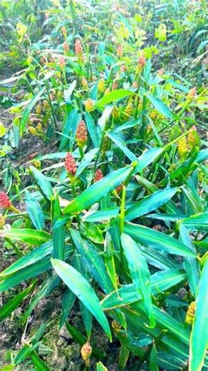 Golden Ginger Fields | Nature’s Pure Harvest#shortsfeed #shorts