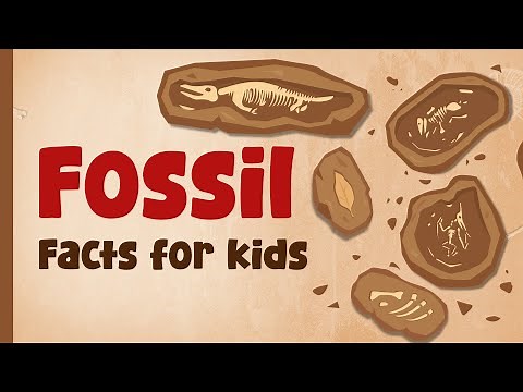Fossil Facts for Kids | Digging into the Past: The Fascinating World of Fossils!