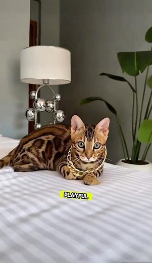 Bengal Cat: The Mini Leopard You Can ActuallyCuddle! 🐆💛