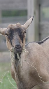 Goats at work! Did you know Biltmore employs a small goat herd to clear (i.e. eat) invasive plants on parts of the Estate? The goats spend all hours of the day eating kudzu, privet, rosebushes, and anything undesirable to make room for small – and desirable – plants to thrive. Read more: https://bit.ly/3P2M58I | Biltmore