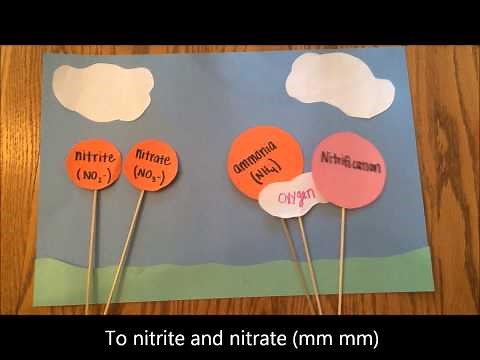 Nitrogen Cycle Song
