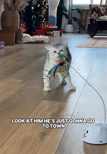 Cat lovers!!!! Your cat will have endless enjoyment with this interactive toy. #cattoy #catlovers #kitty #toy #cat