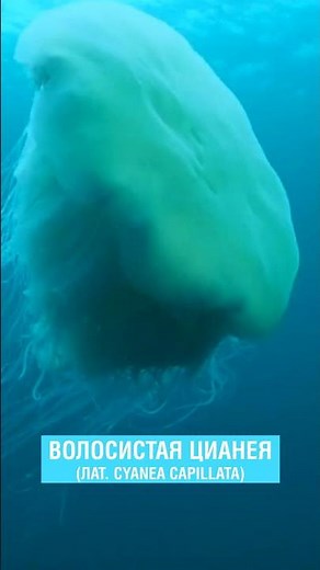 САМАЯ БОЛЬШАЯ МЕДУЗА В МИРЕ | OCEAN