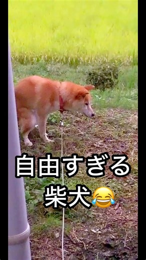 世界中のこのポーズ好きの方へ✨ 自由すぎる柴犬コロの日常🐕😊 #柴犬 #可愛い #おすすめ #shibainu