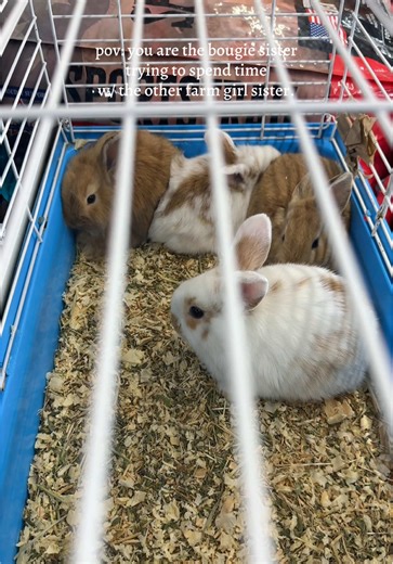 ya’ll I cannoooot I damn near threw up with those smells & the roosters pooping all over! 😭🐓 I did like the bunnies though! 🐰👩🏻‍🌾👸🏼 #sisters #farmgirllife #funny #bunny #sistergoals