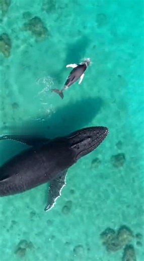 Mother & Newborn Whale Swimming Together… Pure Magic 😭💙🌊 #HumpbackWhale #OceanReels #NatureReels #WhaleCalf #CinematicReels #UnderwaterShot #DroneReels #8KFootage #TongaWhales #TrendingReels | Zootube
