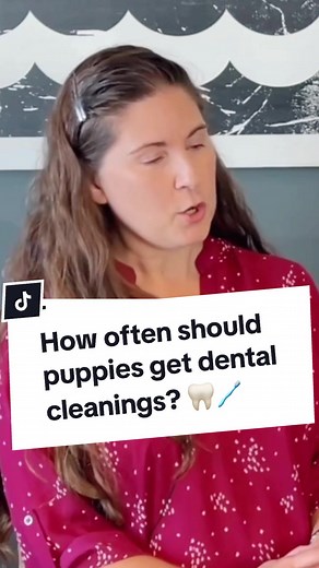 Your puppy’s breed plays a big role in how often they need to get their teeth cleaned! Smaller pups = need to start earlier and potentially go more frequently. Larger breeds = can often start later and go longer between cleanings. *Brachycephalic (aka flat face dogs) can have separate dental issues so follow your vet’s advice for them! But you should still brush your puppy’s teeth EVERY day! 🦷🪥 Thank you Dr. Jill Child, DVM from Plaza Del Amo Animal Hospital in Torrance, CA for sharing your we