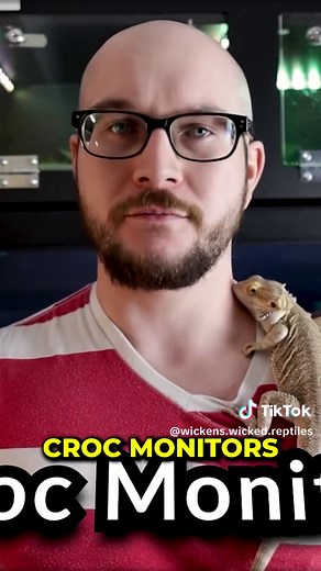 Wickens Wicked Reptiles on TikTok