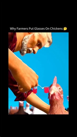 The Facto IG 📈 on Instagram: "Why Farmers Put Glasses On Chickens 🤔. 🐂⚡ A man faces a charging bull head-on — survival depends on timing and motion. If he dodges straight, the bull follows; but a quick zig-zag movement confuses its tunnel vision 🎯. The animal’s huge momentum and narrow sight make it miss the target and charge past — showing how physics and instincts can save a life in seconds ⏱️💨. 👁️🦷 In another case, doctors use a person’s tooth to restore sight — a real surgery called O