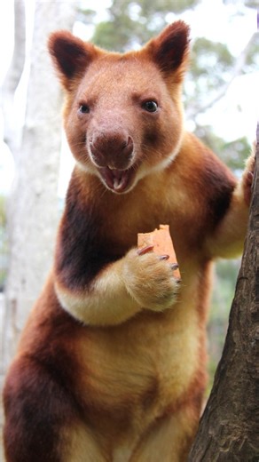 7.1K views · 3.4K reactions | Ever thought you'd see a kangaroo walking a tight rope? Come in and see more of the incredible arboreal skills of tree kangaroos! 輦  Keeper Nat #TreeKangaroo #AustralianNative #Balancing #Taronga #Sydney #ForTheWild | Taronga Zoo Sydney | Facebook