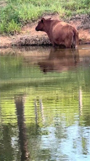 Want a paradise right next to Jaboti? 22,258 square meters! Coming soon!