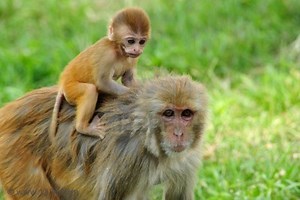 New Monkey Model Discovered For Studying Mother- | Immunology