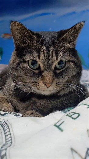 Did you know that Cat protect you! #cats #petslover #fyp #foryoupage #fbreelsviral | Pepper Wolf