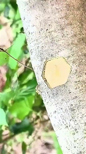 The Art of Precision: Hexagonal Bud Grafting Technique 🌳#Grafting #GardeningTips #FruitTrees#Orchard