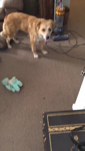 Goodbyes are hard 💔 #tiktok #foryou #funny #dog #cute