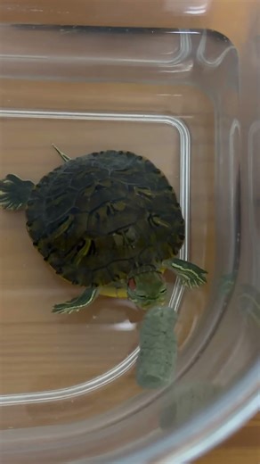 餌を食べるのが上手なカメ #かわいい #生き物