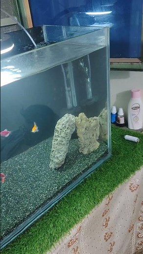 Spong Filter Setup in 2 feet aquarium for better air flow in water. #aquarium #fish #waterfilter