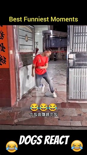 Dogs React Try Not To Laugh Challenge 😂 #3 #funnydogs #trynottolaugh #dogreact #dogshorts