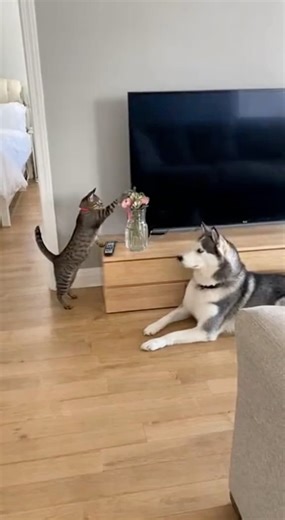 2.6K views · 37 reactions | Dog Reactions: Wait Let Me Explain #viralvideo #foryou #catlovers #doglover | Black And Proud | Facebook