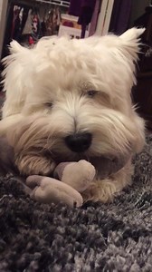 28K views · 5.2K reactions | Piper is suckling herself to sleep | The Piper Chronicles | Facebook