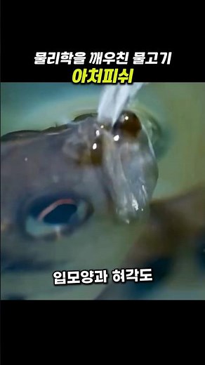 물리학을 깨우친 물고기, 아처피쉬 #아처피쉬 #스넬의법칙 #발견
