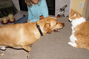 Adding Files and Multimedia