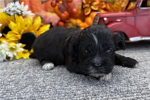 Jack - Shih-Poo Puppy 715ACC