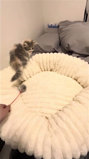 新しいベットに喜ぶ猫#子猫#しらたき #猫ちゃん #ミヌエツト
