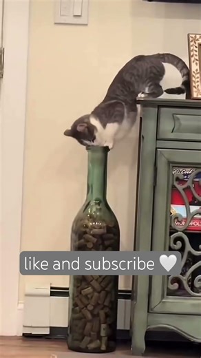 Cats in funny situations 🤍