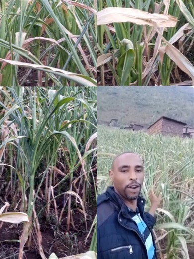 Ethiopian Tik Tok Christian Mezemur Songs Compilation