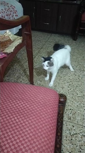 playing my baby cat #shortvideo #cat #turkishcat #catbehavior