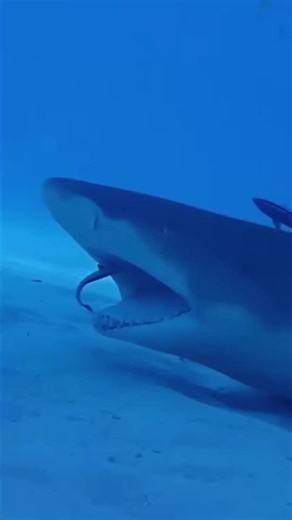 Cleaner Fish | The Doctor Fish #cleanerfish #FYI #knowledge #sealife #documentary #foryou | Nature Lens