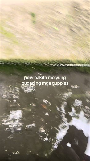 Exploring Wild Guppies: A Fishing Adventure